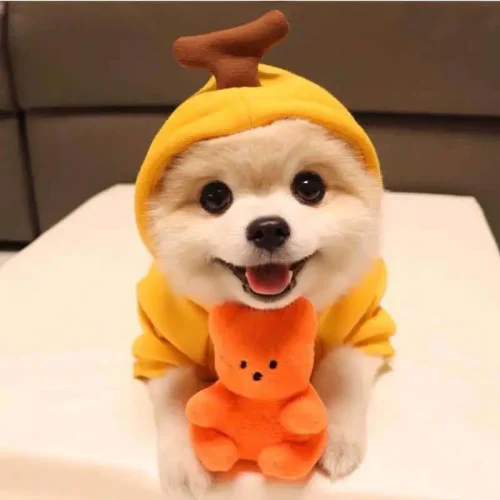 Banana Carrot Pet Hoodie
